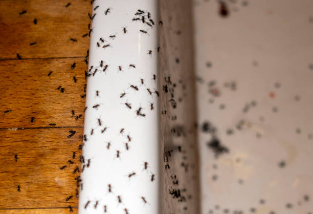 Best Ant Control Services  in Cedar Hills, OR